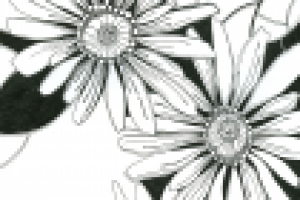 цветы. графика