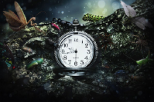 Перевод урока Из жизни жуков