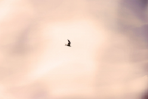 Работа 2307429