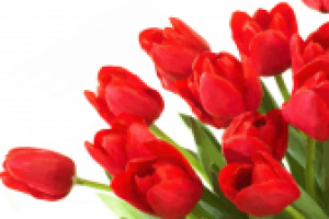 тюльпаны масло