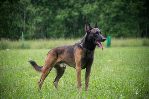 Съемка животных