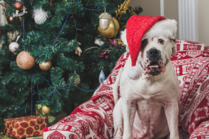 Съемка животных