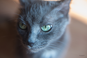 Работа 3162402