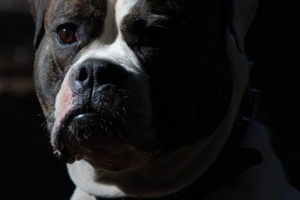 Работа 3162399