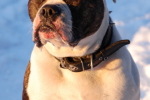 Съемка животных