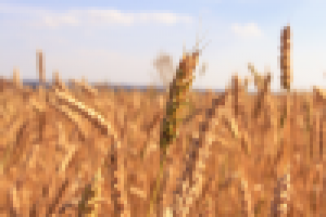 Работа 3103087