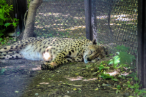 Работа 3103161