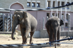 Работа 3103158