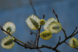 Работа 2029419