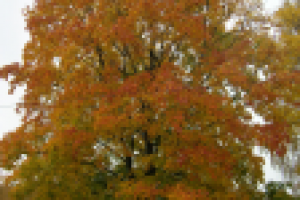 Работа 2633617