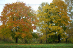 Работа 2633615