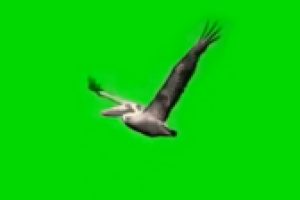 Футаж пеликана