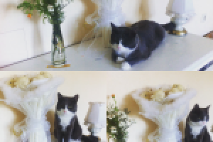 Работа 2811016