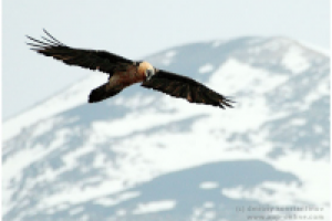 Кавказ. Эльбрусский р-он