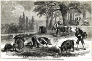 Хорватия. Истрия. Часть I