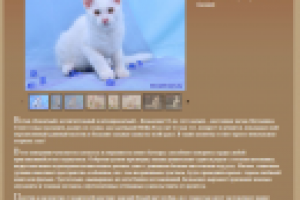 Описания котят для питомника