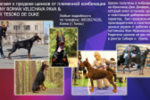 Макет объявления о продаже щенков добермана