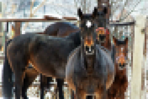 Аватар для конного клуба "Баланс", старый дизайн вк