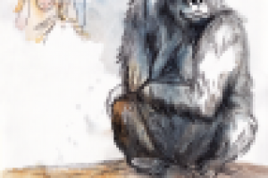 не дразнить