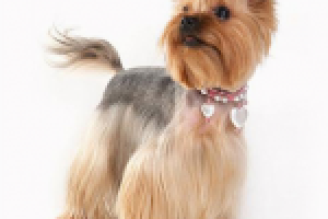 Груминг салон