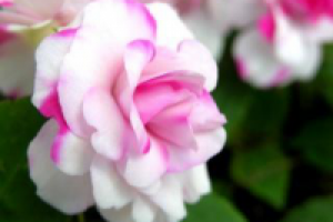 Красная роза всегда была цветком любви, так как роза — любимый ц