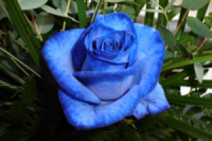 Королева цветов. Цветок любви и страсти