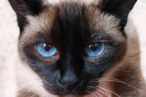 Тайская кошка