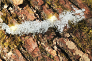 Прощальный подарок зимы