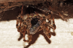 В уголок поволок