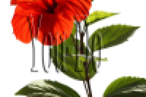 Аленький цветочек