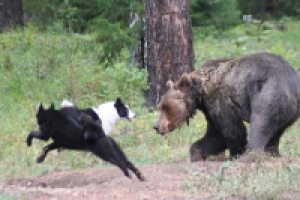 Жестокая забава