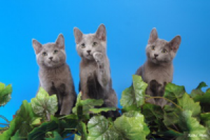 Что такое Клуб Любителей Кошек