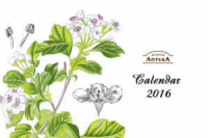 Акциденция для "Зеленой аптеки" (календари)