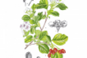 Акциденция для "Зеленой аптеки" (календари)