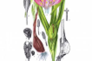 Акциденция для "Зеленой аптеки" (календари)