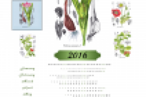 Акциденция для "Зеленой аптеки" (календари)