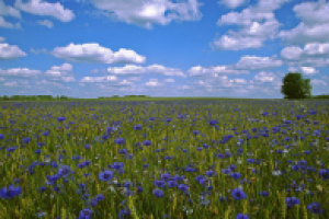 Полевые цветы