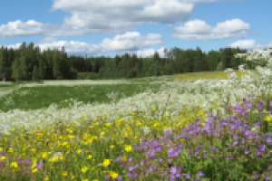 Полевые цветы