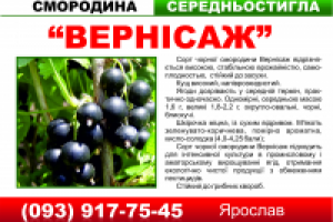 Стенд на продажу смородины