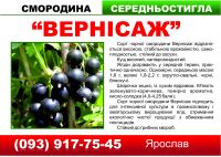 img1703286.png