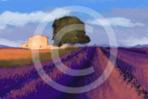 Иллюстрация: "Лавандовое поле"