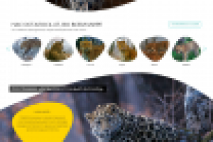 Сайт Дальневосточного леопарда