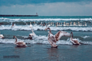 Работа 3065140