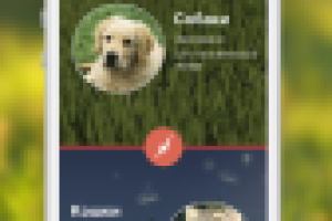Кот vs Пес - фотографии питомцев