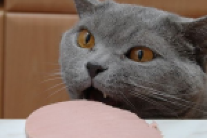 Crafty Cat / App/ Game music