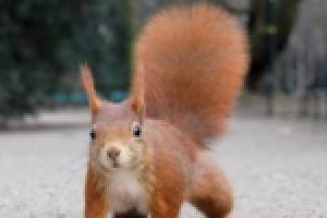 Squirell / App / Game music