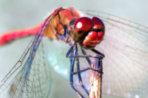 Работа 3054528