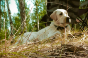 Работа 1805509