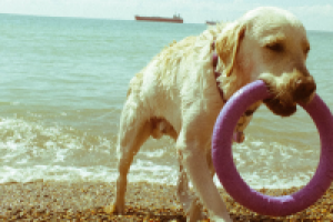 Работа 1805507