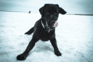 Работа 1805503